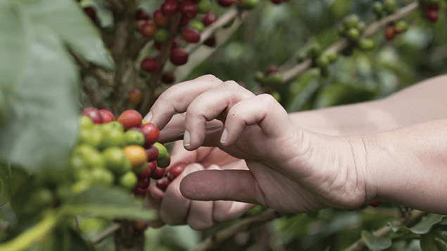 El Niño and the Effects on Global Coffee Crops
