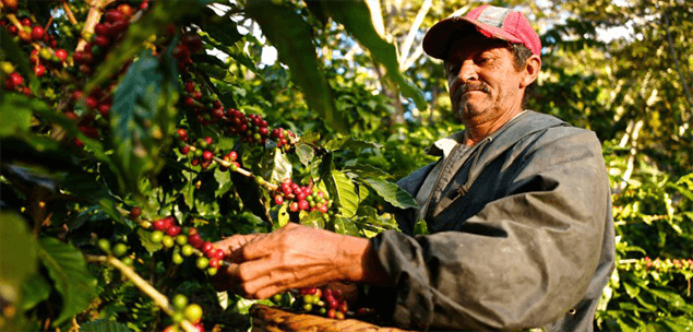 Coffee Farmer with his coffee cherries